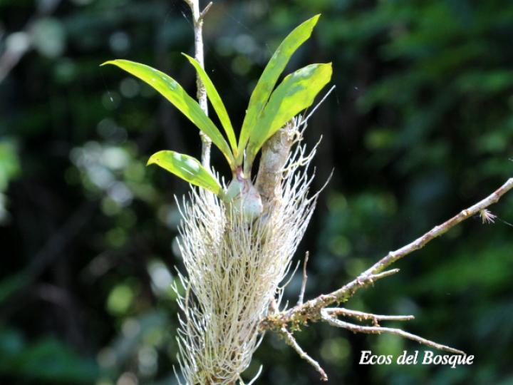 Catasetum maculatum (Torito, Zapatico)