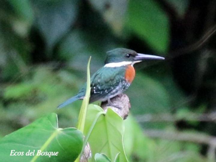 Chloroceryle americana (Martín pescador verde)