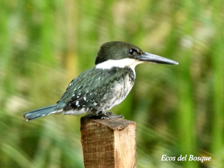 Chloroceryle americana (Martín pescador verde)