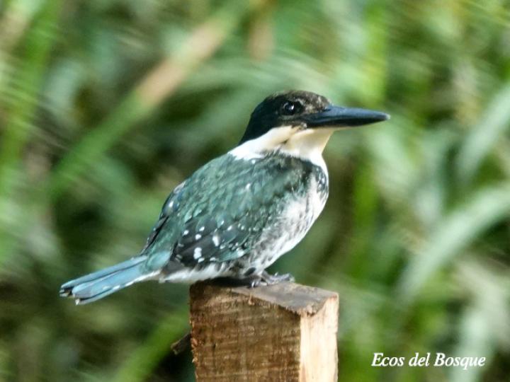 Chloroceryle americana (Martín pescador verde)
