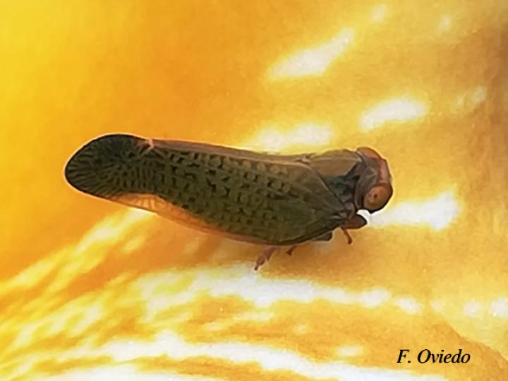 Colpoptera sinuata