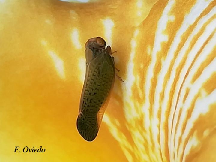 Colpoptera sinuata