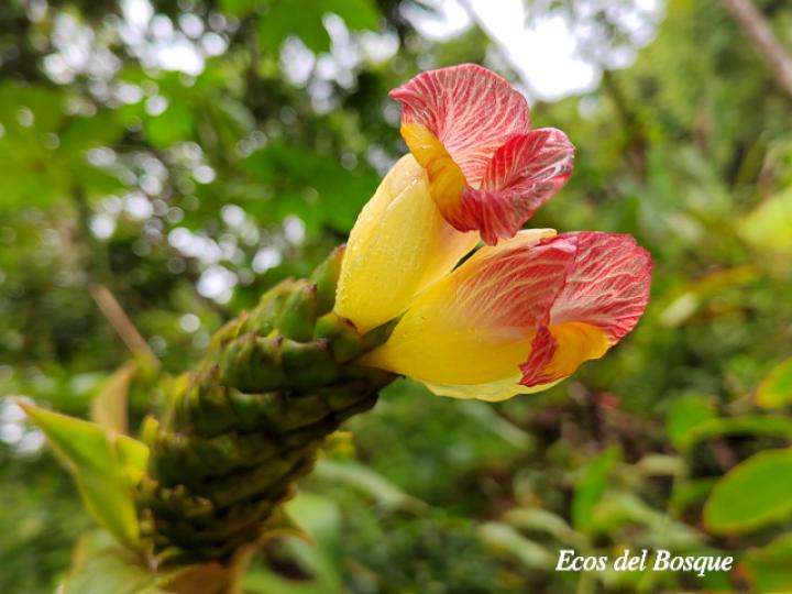 Costus bracteatus