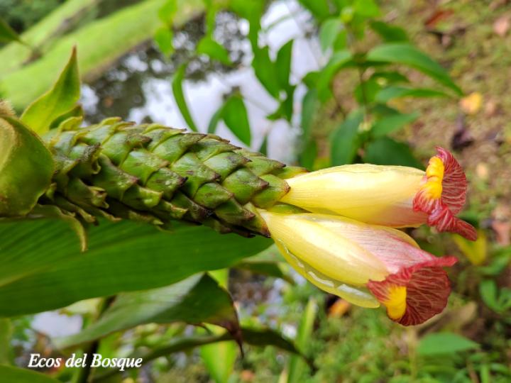 Costus bracteatus