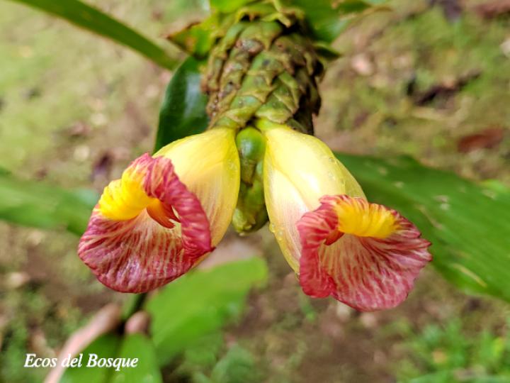 Costus bracteatus