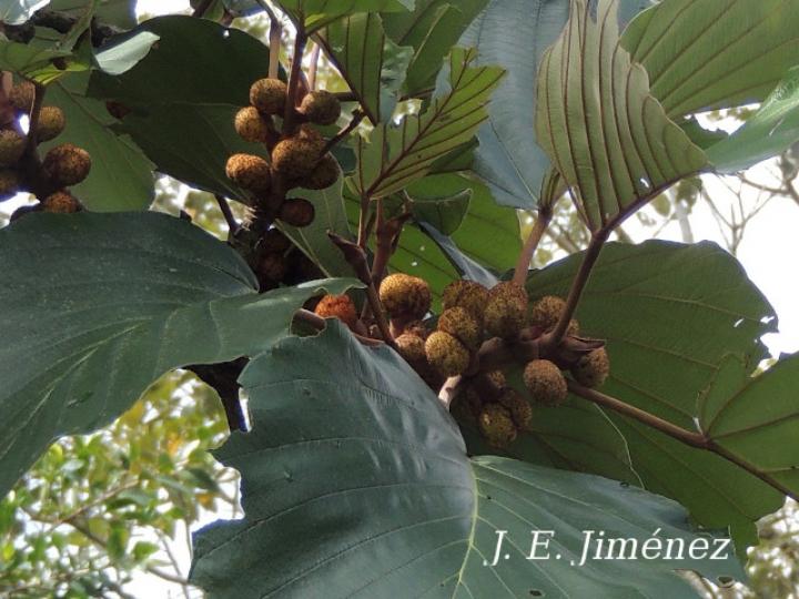 Coussapoa nymphaeifolia