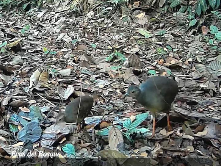 Crypturellus boucardi (Tinamú pizarroso)