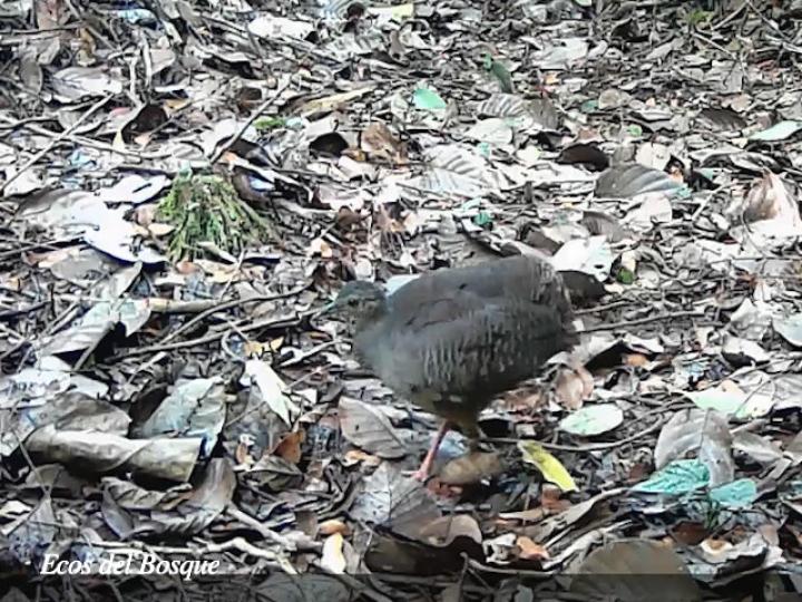 Crypturellus boucardi (Tinamú pizarroso)