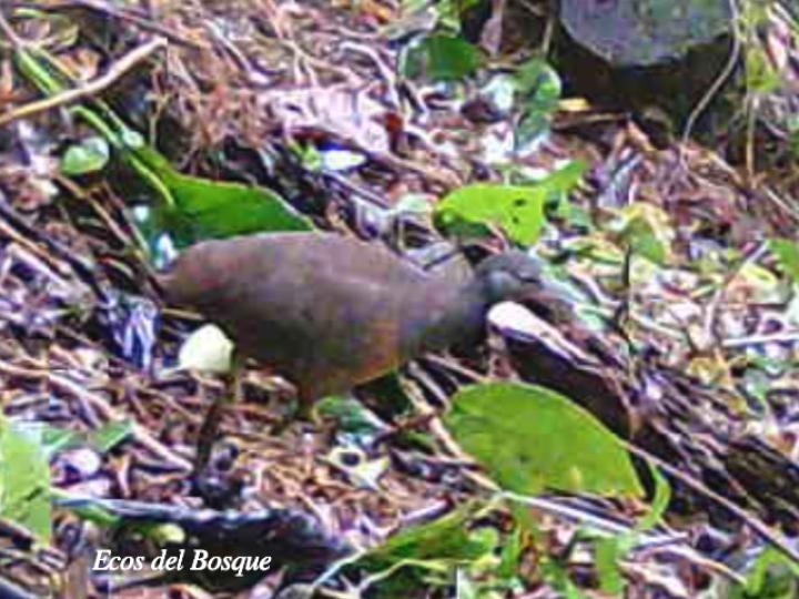 Crypturellus soui (Tinamú chico)