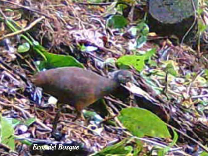 Crypturellus soui (Tinamú chico)