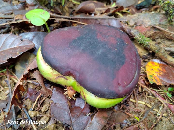 Entada gigas (Corazón de mar)