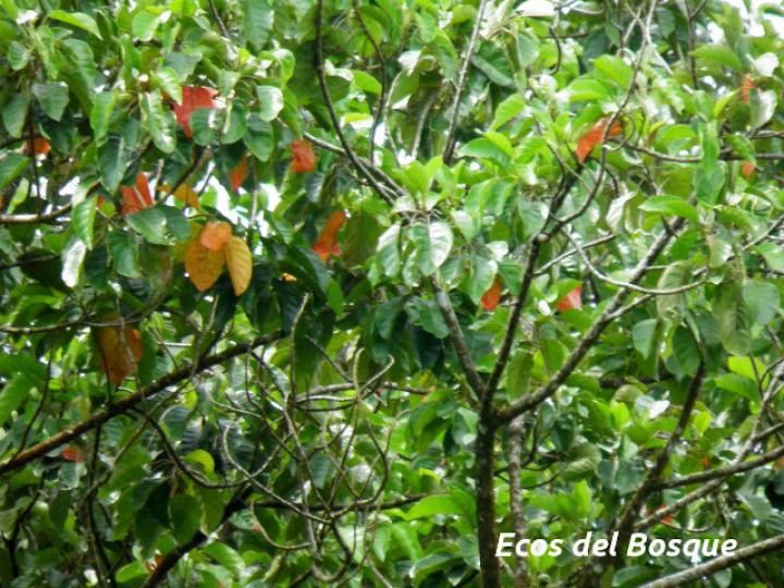 Hieronyma alchorneoides (Pilón) Hieronyma alchorneoides (Pilón)