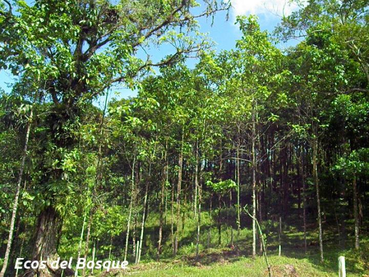 Hieronyma alchorneoides (Pilón) Hieronyma alchorneoides (Pilón)