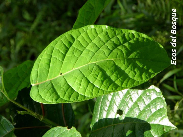 Hieronyma alchorneoides (Pilón) Hieronyma alchorneoides (Pilón)
