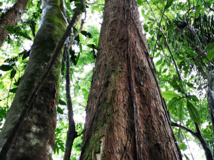 Hieronyma alchorneoides (Pilón) Hieronyma alchorneoides (Pilón)