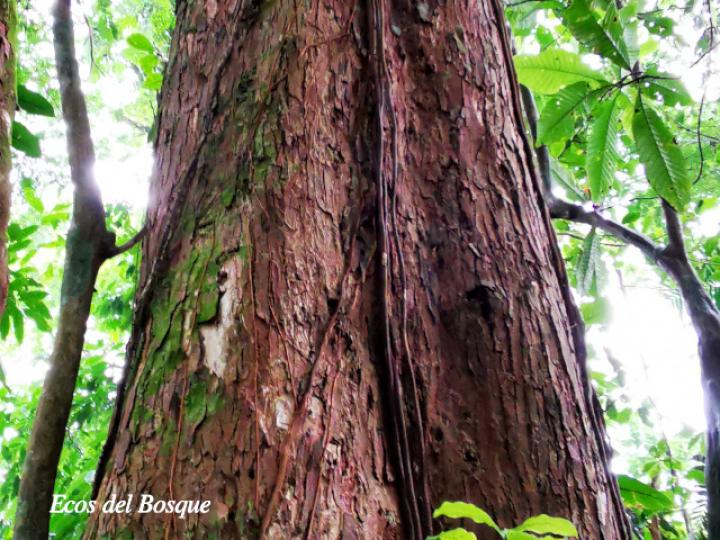 Hieronyma alchorneoides (Pilón) Hieronyma alchorneoides (Pilón)
