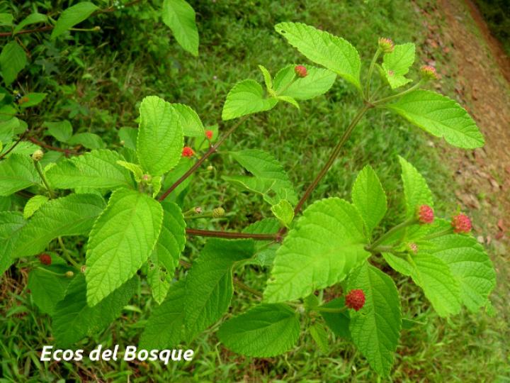 Lantana camara (Lantana, cinco negritos)