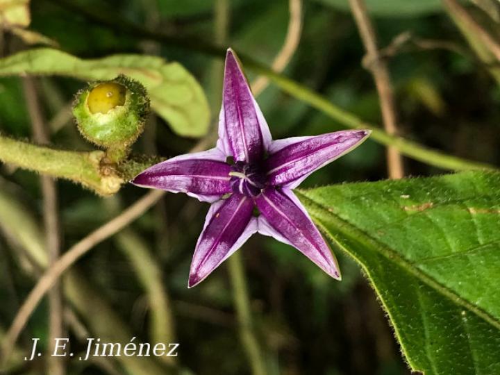 Lycianthes santaeclarae