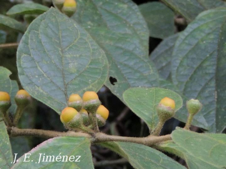 Lycianthes santaeclarae