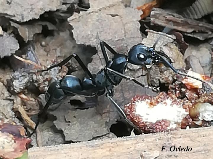 Neoponera apicalis