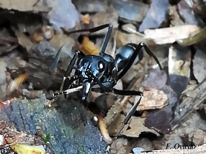 Neoponera apicalis