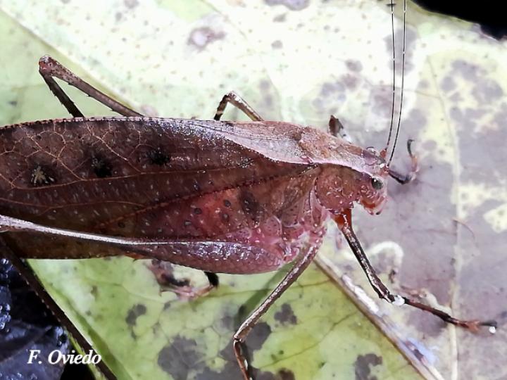 Orophus tesellatus (Saltamonte de hoja falsa)