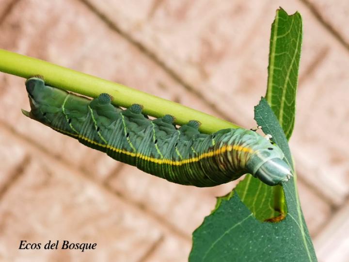 Pachylia ficus (Esfinge de la higuera)