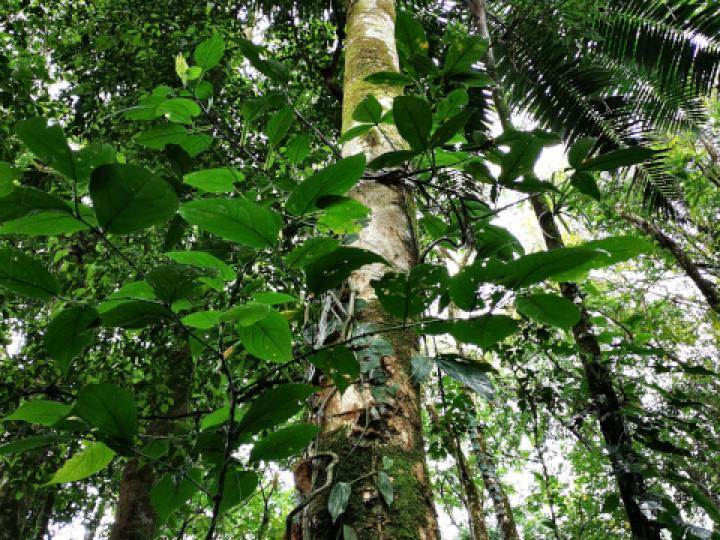 Platymiscium pinnatum (Cachimbo, cristobal)