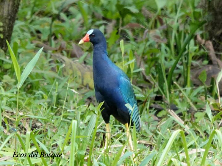 Porphyrio martinicus (Gallareta morada, Polla de agua)