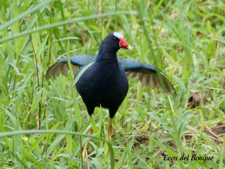 Porphyrio martinicus (Gallareta morada, Polla de agua)