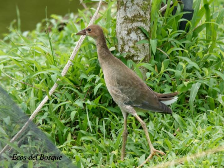 Porphyrio martinicus (Gallareta morada, Polla de agua)