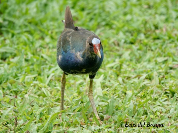 Porphyrio martinicus (Gallareta morada, Polla de agua)