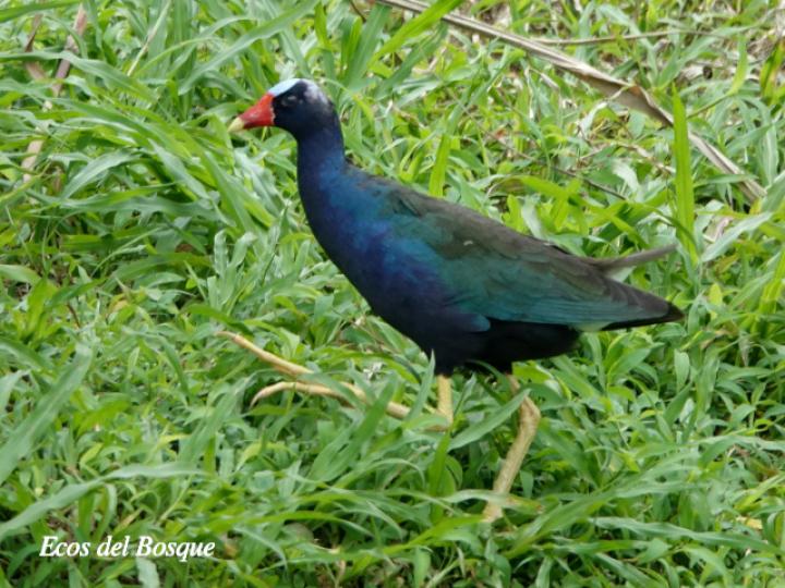 Porphyrio martinicus (Gallareta morada, Polla de agua)