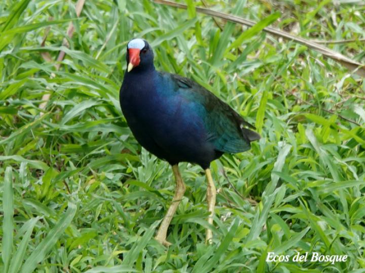 Porphyrio martinicus (Gallareta morada, Polla de agua)