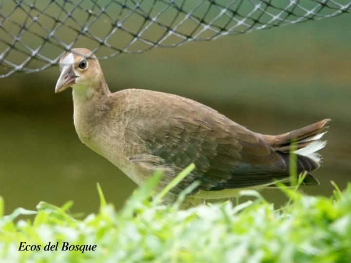 Porphyrio martinicus (Gallareta morada, Polla de agua)