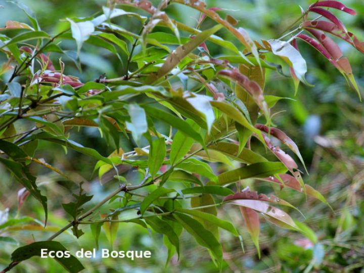 Qualea polychroma (Areno)