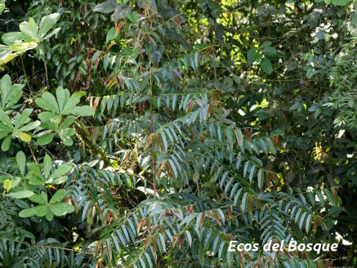 Qualea polychroma (Areno)