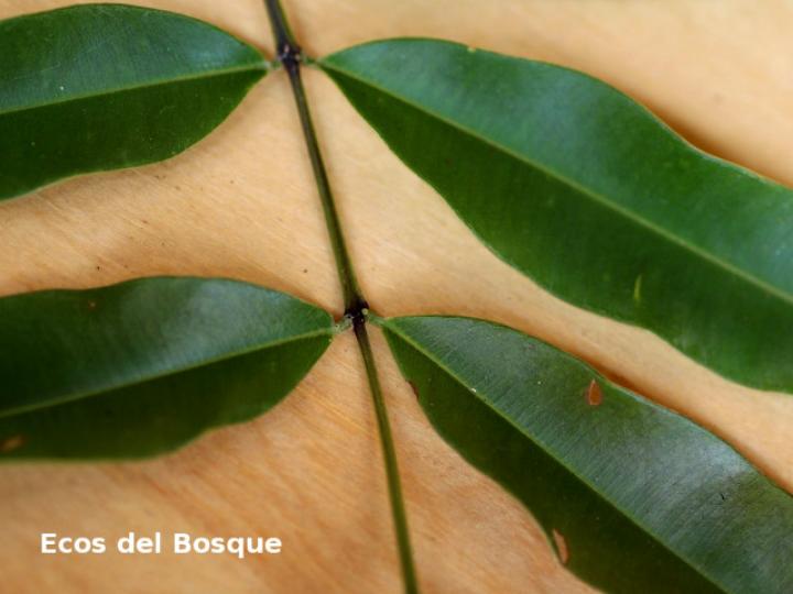 Qualea polychroma (Areno)