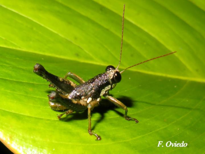 Rhachicreagra nothra