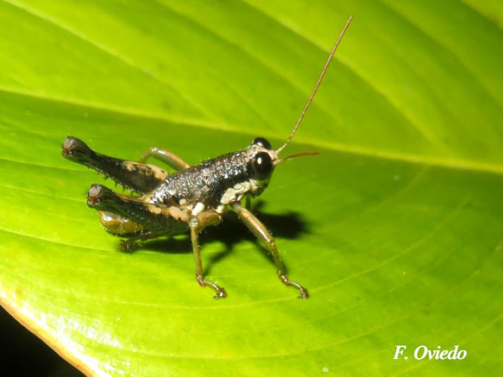 Rhachicreagra nothra