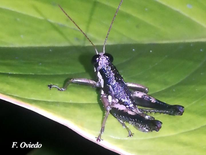 Rhachicreagra nothra