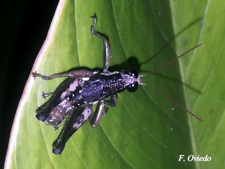 Rhachicreagra nothra