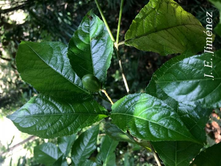 Rinorea deflexiflora