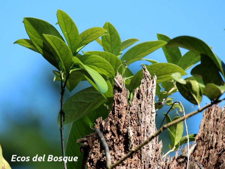 Schlegelia nicaraguensis