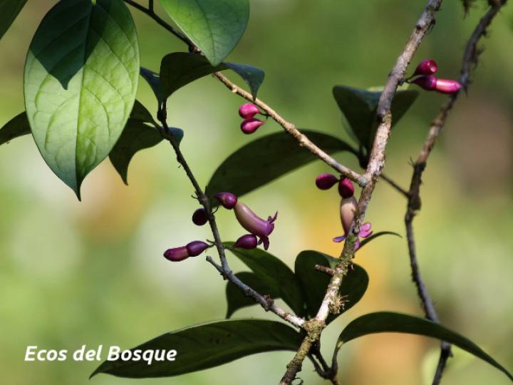 Schlegelia nicaraguensis