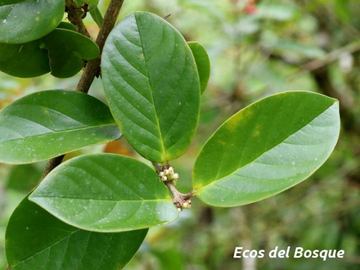 Schlegelia parviflora