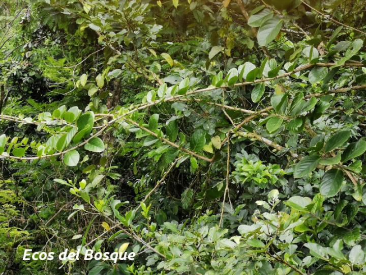 Schlegelia parviflora