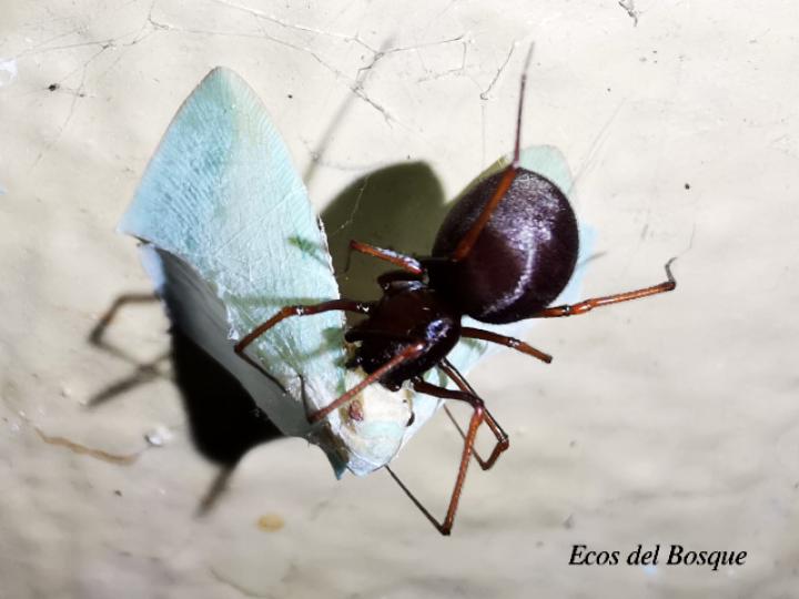 Scytodes fusca (Araña escupidora oscura)
