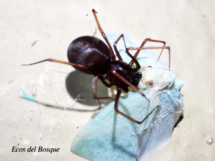 Scytodes fusca (Araña escupidora oscura)