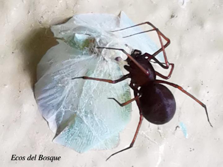 Scytodes fusca (Araña escupidora oscura)